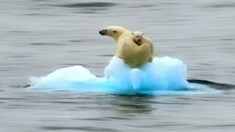 orsi polari iceberg