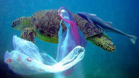 tartarughe_plastica